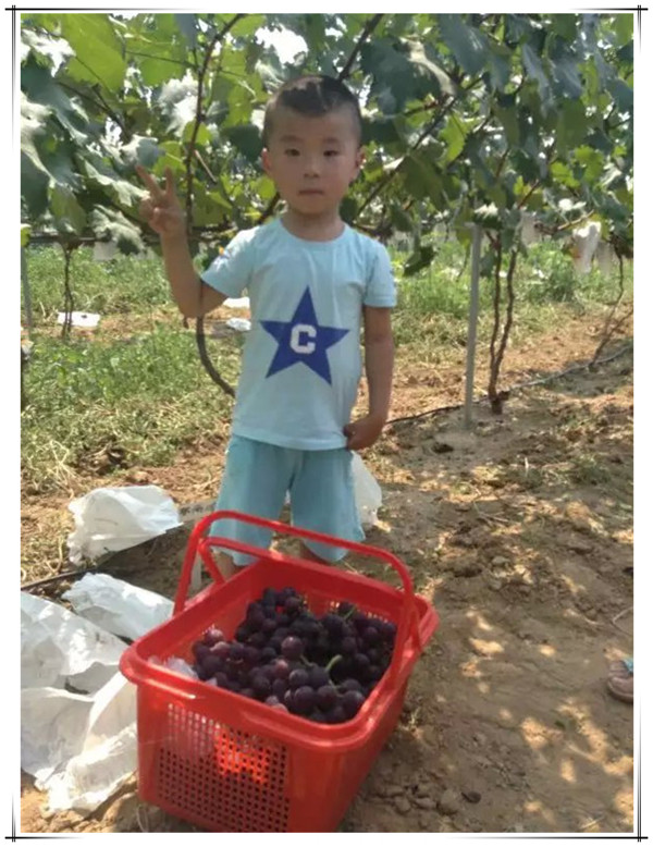 小朋友在易视界葡萄基地里采摘葡萄