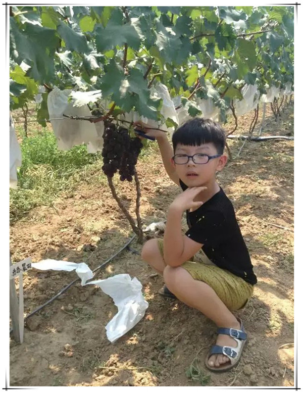 小朋友在易视界葡萄基地里采摘葡萄