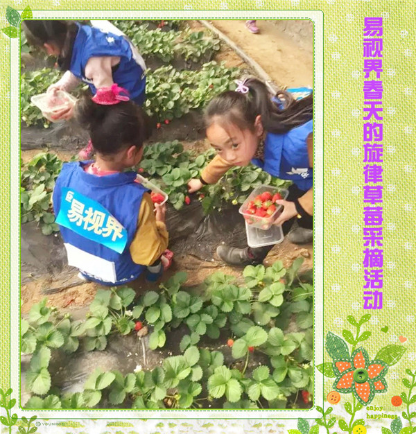 孩子们正在采摘草莓