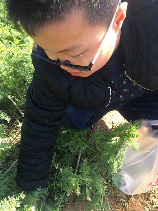 易视界小客户在认真挖野菜