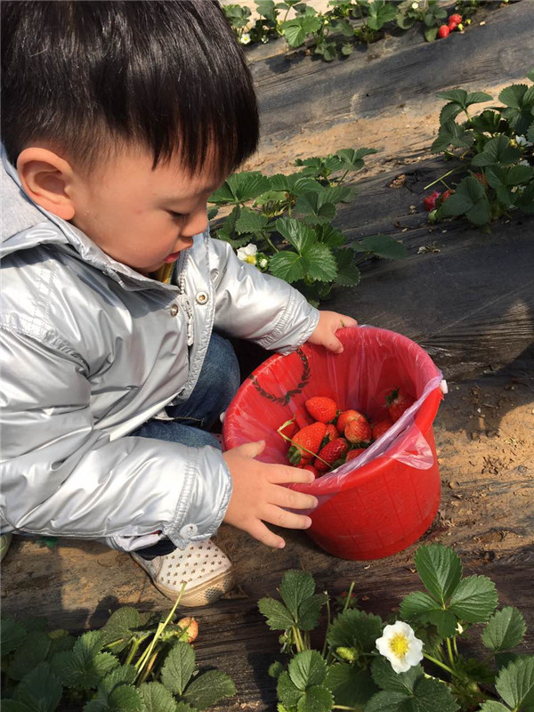 易视界小客户在摘草莓
